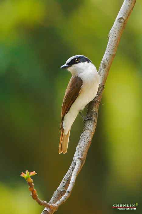构嘴林鴡和黄眉姬鹟
