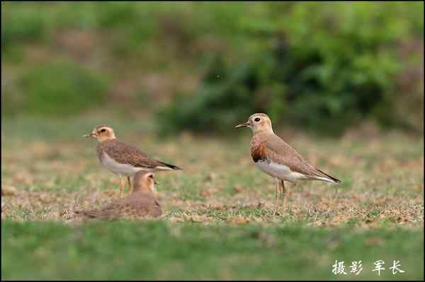 漂亮的黄眉姬翁和东方鸻