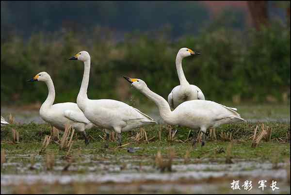 海峡都市报的记者拍到小天鹅