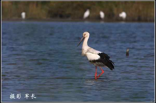 福建来了东方白鹳!