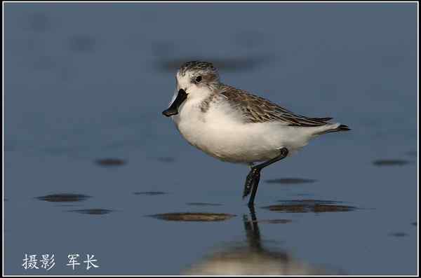 拍鸟——勺嘴鹬 拍鸟——勺嘴鹬