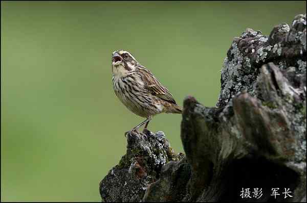 军长的肯尼亚观鸟日记