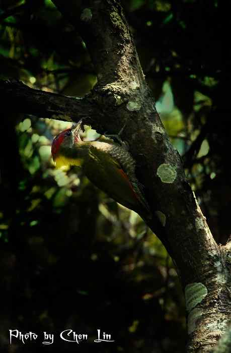 三上龙栖山拍鸟