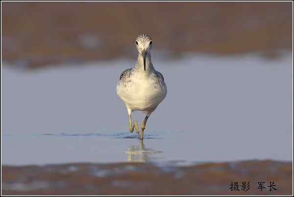 青脚鹬捕食弹涂鱼--一组抓拍