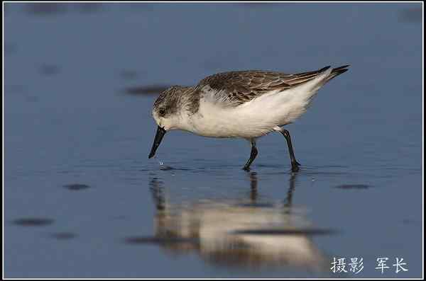 拍鸟——勺嘴鹬 拍鸟——勺嘴鹬