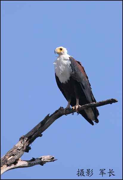 军长的肯尼亚观鸟日记