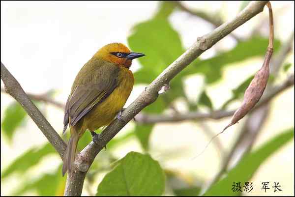 军长的肯尼亚观鸟日记