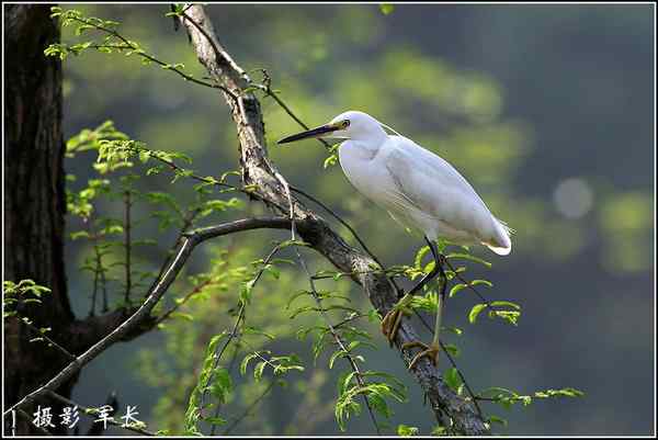 鸟类摄影拍意境还是拍图鉴片子?