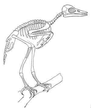 被岩石压扁的鸟：复原古代鸟类