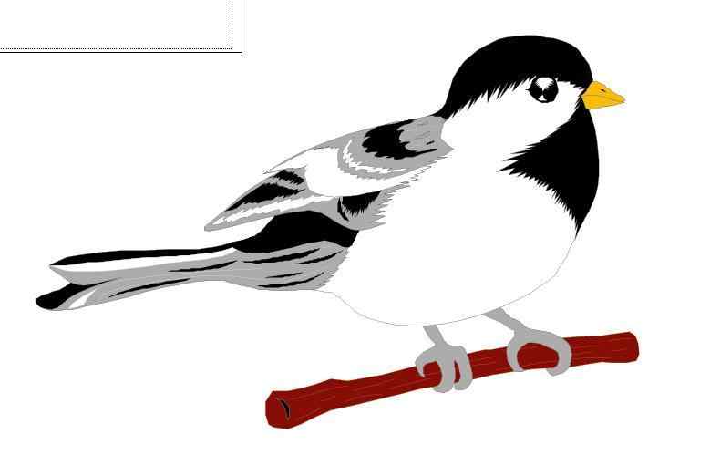 画眉鸟矢量图片