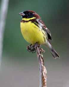 农民认为禾花雀是害鸟