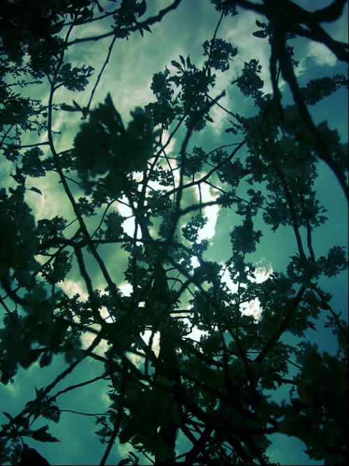 泰戈尔《飞鸟集》节选 生如夏花之绚烂,死如秋叶之静美 泰戈尔《飞鸟集》节选 生如夏花之绚烂,死如秋叶之静美