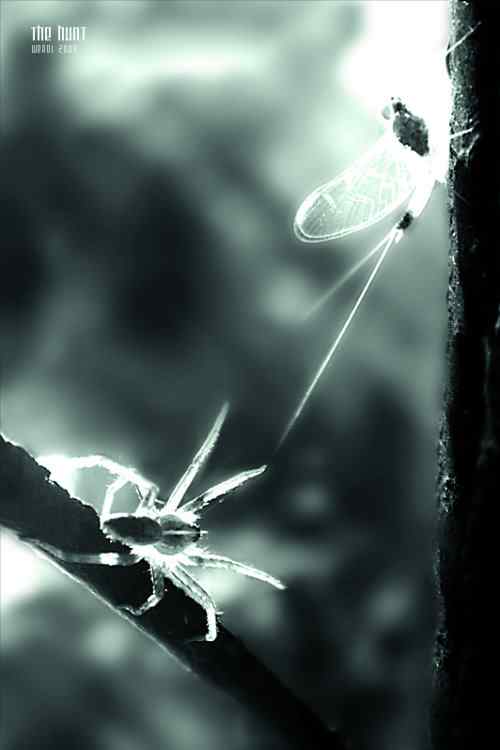 泰戈尔《飞鸟集》节选 生如夏花之绚烂,死如秋叶之静美 泰戈尔《飞鸟集》节选 生如夏花之绚烂,死如秋叶之静美