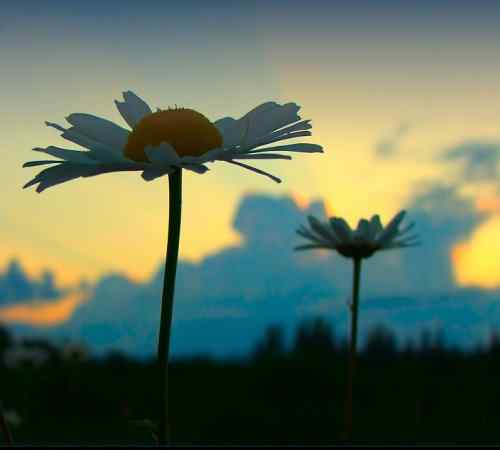 泰戈尔《飞鸟集》节选 生如夏花之绚烂,死如秋叶之静美 泰戈尔《飞鸟集》节选 生如夏花之绚烂,死如秋叶之静美