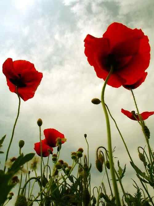 世界上最远的距离 鱼与飞鸟的距离