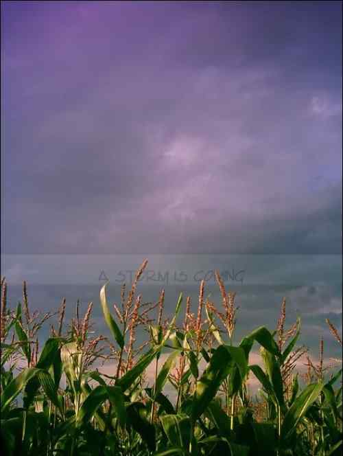 泰戈尔《飞鸟集》节选 生如夏花之绚烂,死如秋叶之静美 泰戈尔《飞鸟集》节选 生如夏花之绚烂,死如秋叶之静美