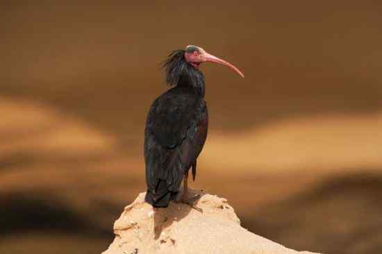 国际摄影大赛“野生极危或灭绝”——最珍稀的13种鸟类