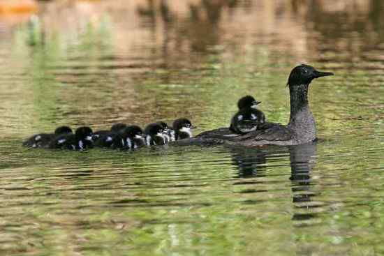 国际摄影大赛“野生极危或灭绝”——最珍稀的13种鸟类
