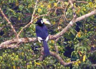 珍稀鸟类——冠斑犀鸟影像重现广西南宁