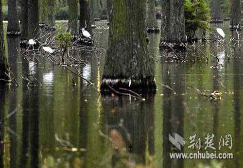 2011年长江中下游冬季湿地水鸟调查：湖北珍稀水鸟数量明显下降
