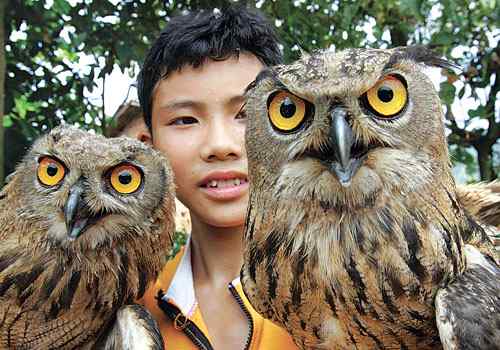 两只鸭蛋孵出猫头鹰 每天要吃一斤肉