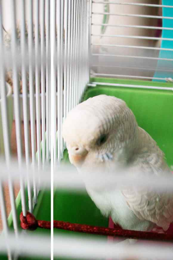 白色的鹦鹉名称？