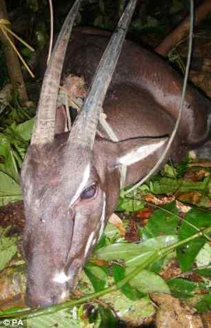 麒麟再现人间——老挝发现武广牛(中南大羚)