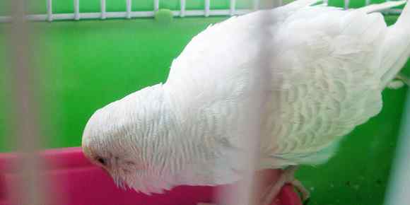 白色的鹦鹉名称？