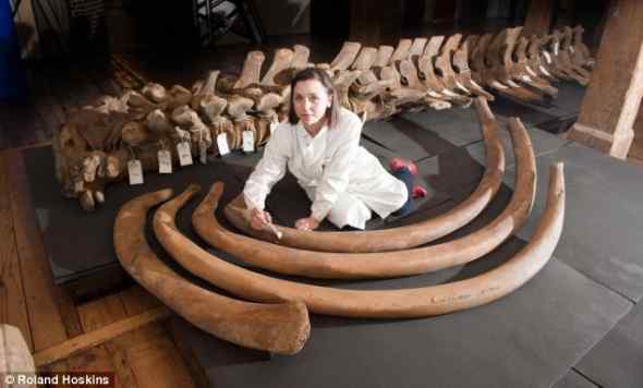 200年前的脊美鲸骨架现身泰晤士河岸