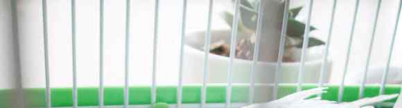 白色的鹦鹉名称?