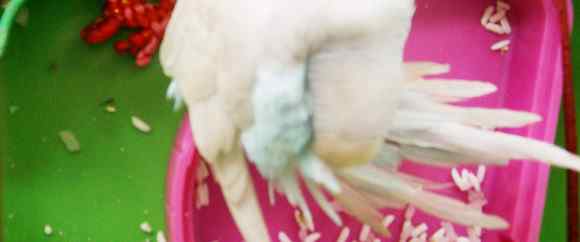 白色的鹦鹉名称？