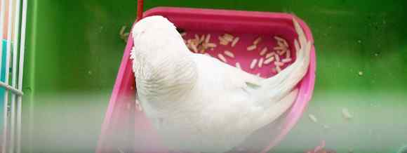 白色的鹦鹉名称？