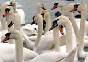 英国变态天鹅汉尼拔附体 咬死15只同类 