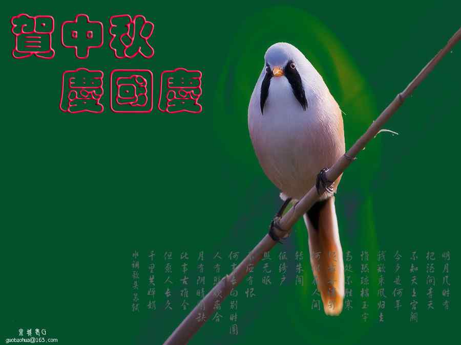 贺中秋庆国庆 泉城老G鸟类摄影作品