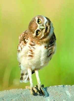 专业人士解说电影《守卫者王国》的猫头鹰原型