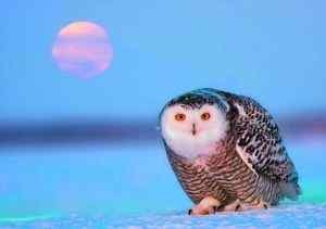 专业人士解说电影《守卫者王国》的猫头鹰原型