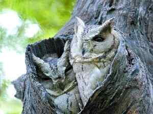 专业人士解说电影《守卫者王国》的猫头鹰原型
