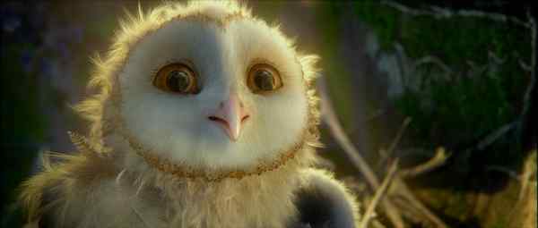 电影《守卫者传奇》中的猫头鹰知识大梳理