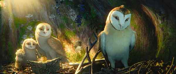 电影《守卫者传奇》中的猫头鹰知识大梳理