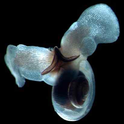 人类第一次完成海洋物种普查：23万种海洋生物