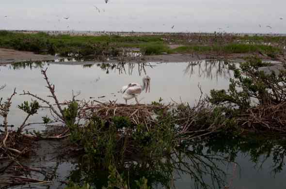 墨西哥湾漏油的影响 鹈鹕燕鸥死亡数千(图)