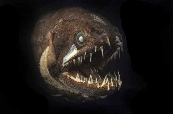 人类第一次完成海洋物种普查:23万种海洋生物