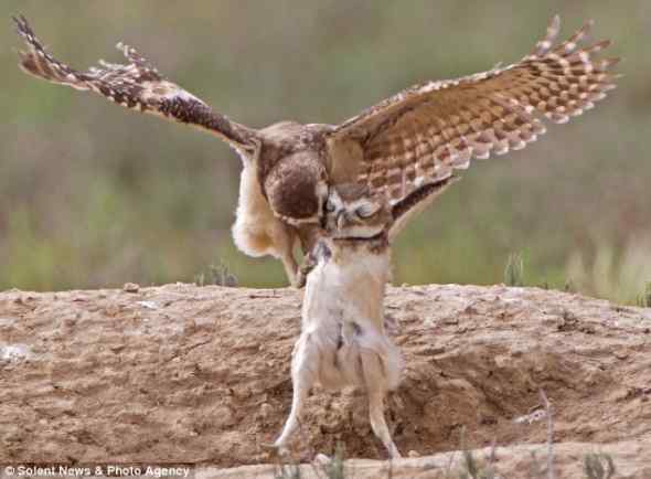 洞穴猫头鹰的兄弟情深