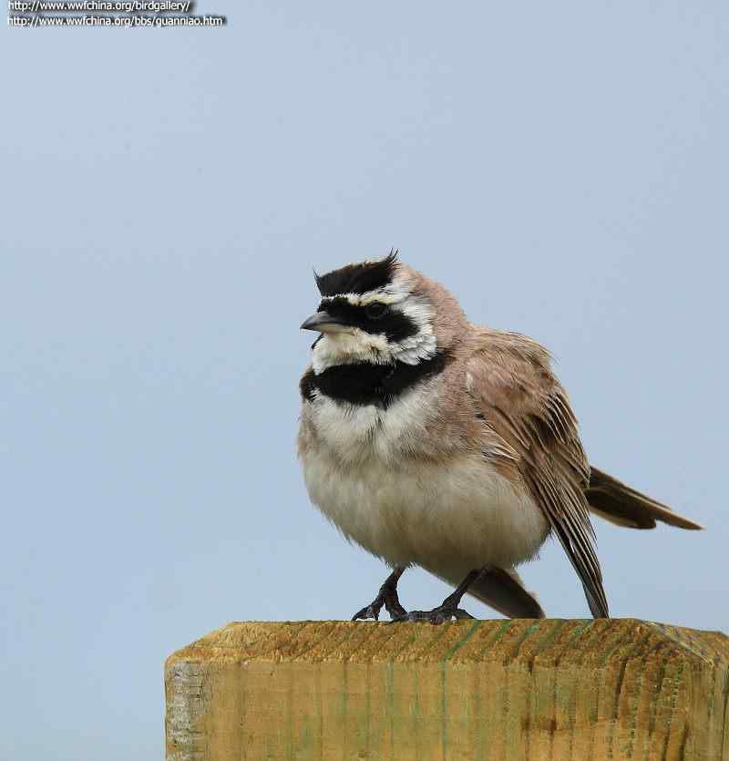 鸟与史料——百灵(云雀)