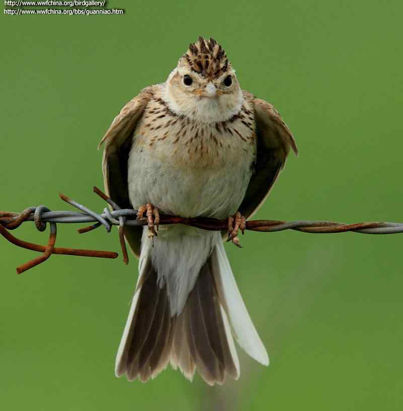 鸟与史料——百灵(云雀)