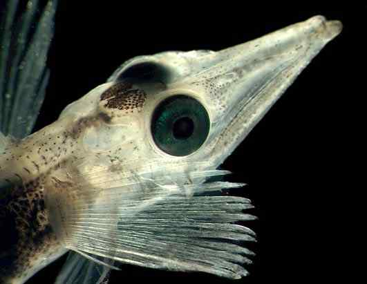 人类第一次完成海洋物种普查：23万种海洋生物