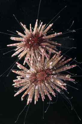 人类第一次完成海洋物种普查：23万种海洋生物