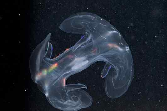 人类第一次完成海洋物种普查：23万种海洋生物