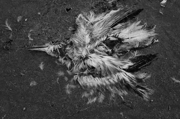 墨西哥湾漏油的影响 鹈鹕燕鸥死亡数千(图)