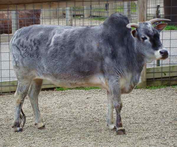 瘤牛Zebu ——欧洲印度神话中牛